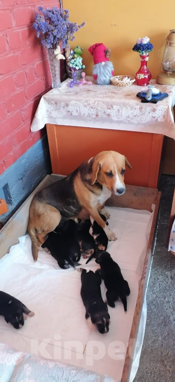 Собаки в Москве: Мама-собака и её малыши ищут дом!🐶❤️ Девочка, Бесплатно - фото 1