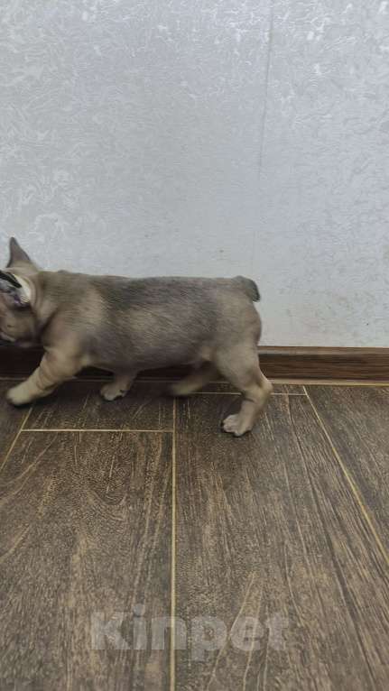 Собаки в Белореченске: Французский бульдог Мальчик, Бесплатно - фото 8