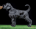 Собаки в Москве: Шикарный щенок Русского Черного Терьера Мальчик, 70 000 руб. - фото 10