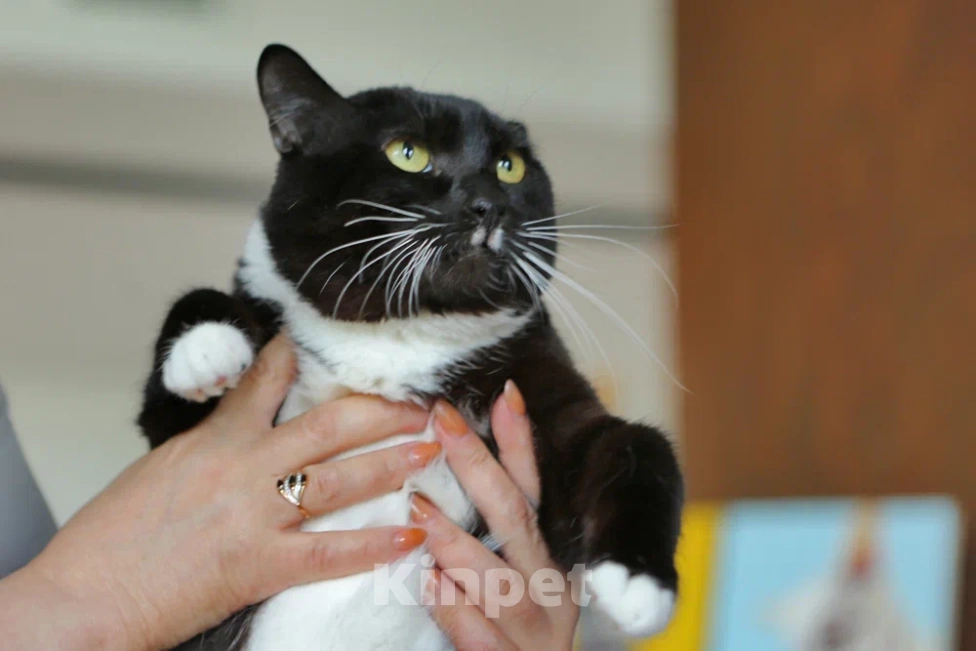 Кошки в Москве: Кот Бегемот Черныш в добрые руки  Мальчик, Бесплатно - фото 4