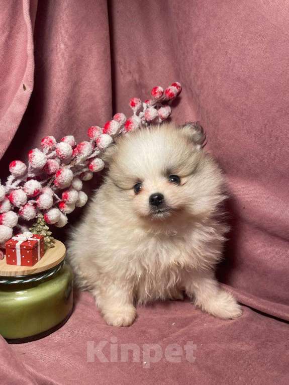 Собаки в Москве: Померанский шпиц мальчик  Мальчик, 22 000 руб. - фото 4