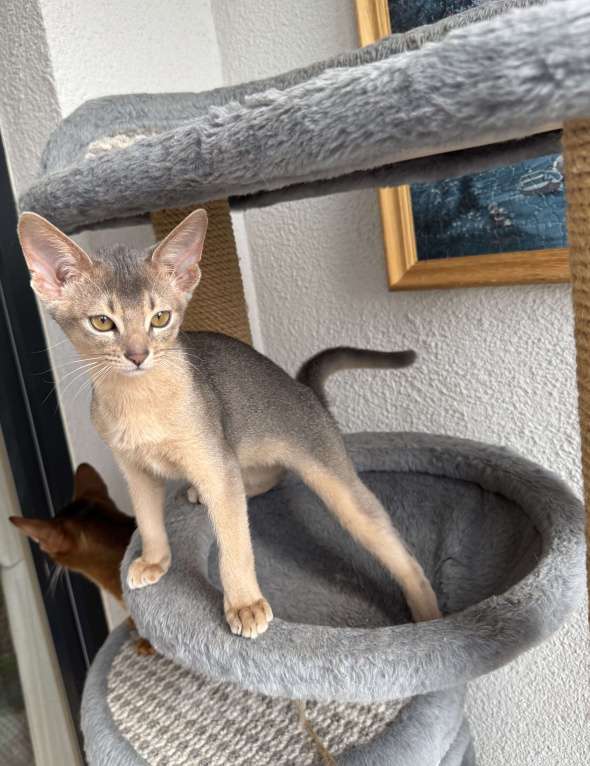 Кошки в Санкт-Петербурге: Абиссинский котенок, голубого окраса с документами Мальчик, 30 000 руб. - фото 3