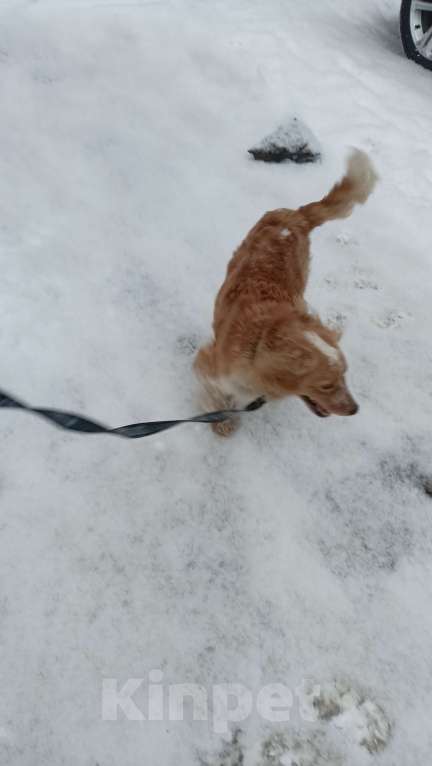 Собаки в Прокопьевске: Хозяин нашелся Мальчик, Бесплатно - фото 2