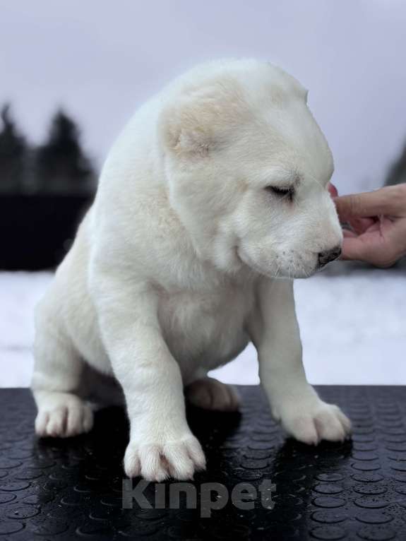 Собаки в Санкт-Петербурге: ЖАКУТ  Мальчик, 65 000 руб. - фото 3