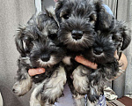 Собаки в Москве: Цвергшнауцер щенки девочки Девочка, 63 000 руб. - фото 1