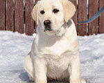 Собаки в Задонске: Девочка Лабрадора Девочка, 50 000 руб. - фото 1