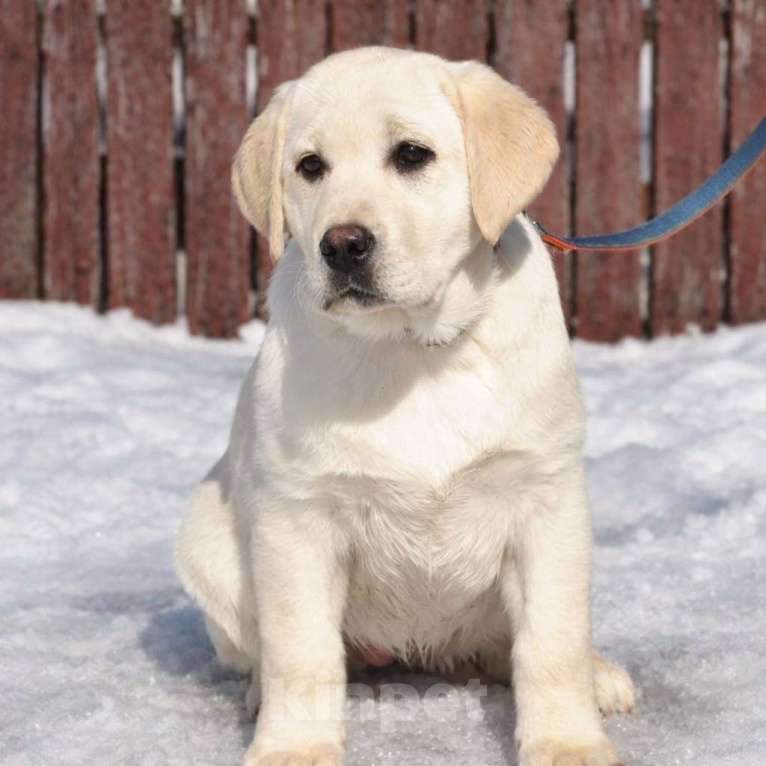 Собаки в Задонске: Девочка Лабрадора Девочка, 50 000 руб. - фото 1