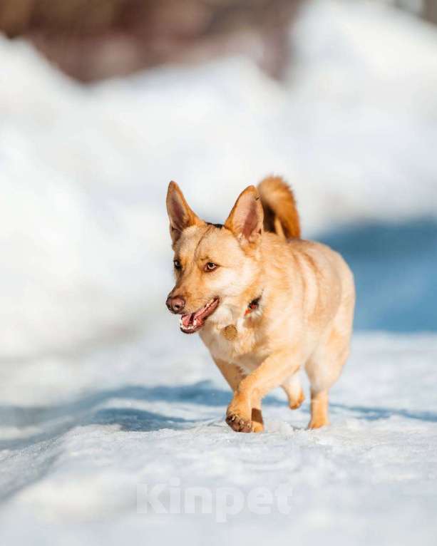 Собаки в других городах Московской области: Привет :) Я  - Тата Девочка, Бесплатно - фото 5