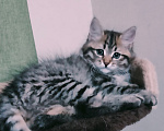 Кошки в других городах Московской области: Сибирские котята Разнополые, 35 000 руб. - фото 6