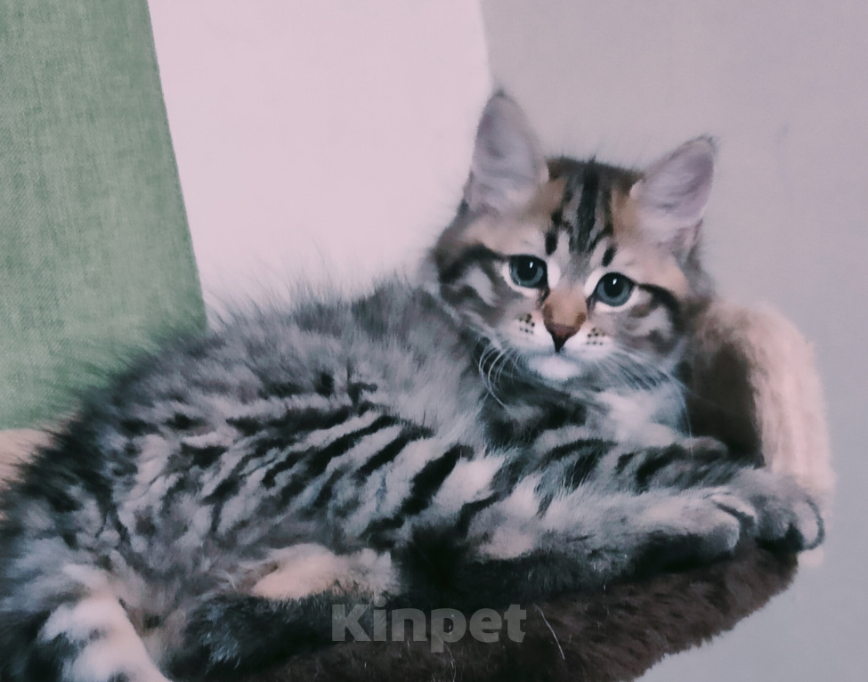 Кошки в других городах Московской области: Сибирские котята Разнополые, 35 000 руб. - фото 6