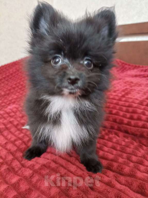 Собаки в Курске: Продажа померанских щенков  Мальчик, 20 000 руб. - фото 2