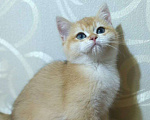 Кошки в Санкт-Петербурге: Зеленоглазый котик Мальчик, 70 000 руб. - фото 3