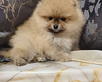 Собаки в Красноярске: Щенки померанцы Мальчик, 30 000 руб. - фото 4