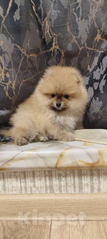 Собаки в Красноярске: Щенки померанцы Мальчик, 30 000 руб. - фото 4