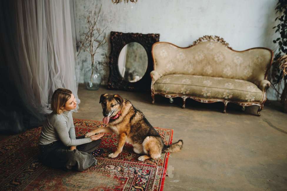 Собаки в Москве: Супер Бро ищет дом Мальчик, Бесплатно - фото 7