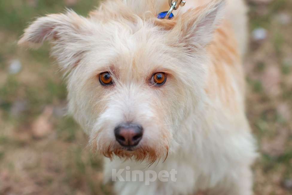 Собаки в Москве: Вилли некрупный бородатый песик. Требуется джентльмену достойный кров. Мальчик, Бесплатно - фото 1