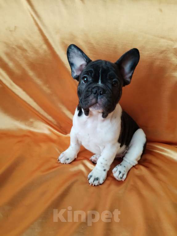 Собаки в Новокузнецке: Жорик Мальчик, 45 000 руб. - фото 7