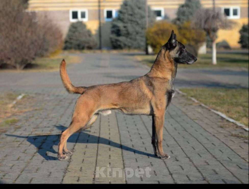 Собаки в других городах Краснодарского края: Щенки малинуа Девочка, 50 000 руб. - фото 1