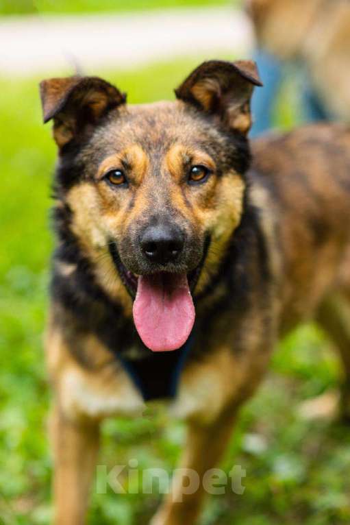 Собаки в Москве: Мулан Девочка, Бесплатно - фото 8