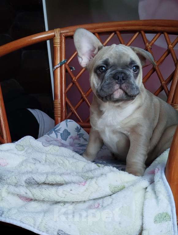 Собаки в Москве: Французский бульдог  Мальчик, 60 000 руб. - фото 2