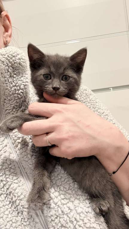 Кошки в Москве: Котята в добрые ответственные руки Девочка, Бесплатно - фото 5