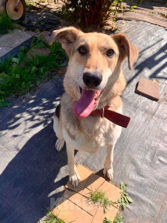 Собаки в Москве: Наверное, самая умная собака Девочка, Бесплатно - фото 2