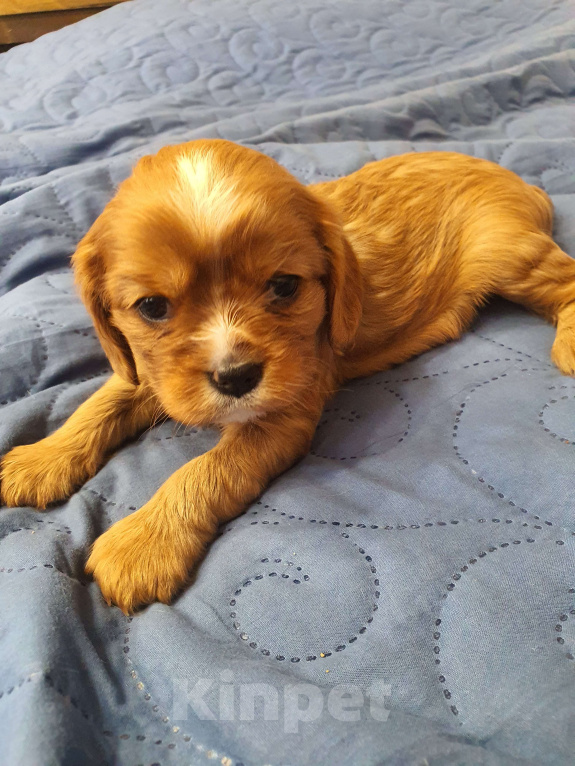 Собаки в других городах Московской области: Очаровательный щенок, ЭЛЛИС СОФИ САЛЮТ БЕЛОГОРЬЯ, девочка, цвет рубин, свободна для бронирования! Девочка, 80 000 руб. - фото 5