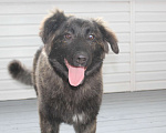 Собаки в других городах Московской области: Мохнатое чудо в добрые руки Мальчик, Бесплатно - фото 1