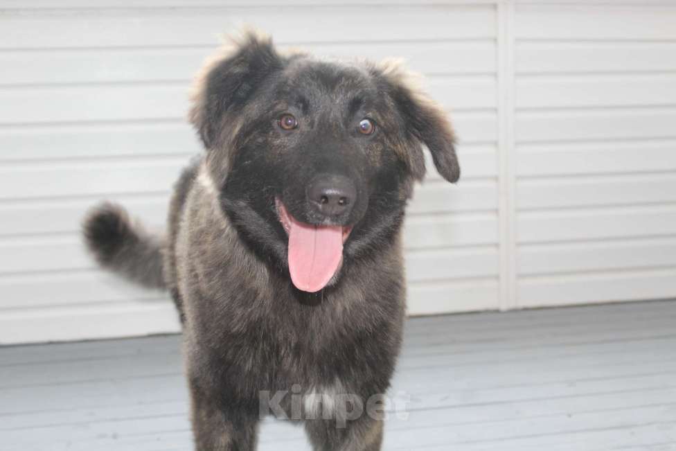 Собаки в других городах Московской области: Мохнатое чудо в добрые руки Мальчик, Бесплатно - фото 1
