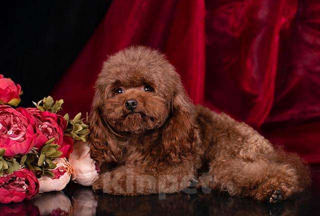 Собаки в Москве: Шикарные щенки  Мальтипу Мальчик, 190 000 руб. - фото 9