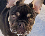 Собаки в других городах Московской области: Щенки французского бульдога Мальчик, 30 000 руб. - фото 1
