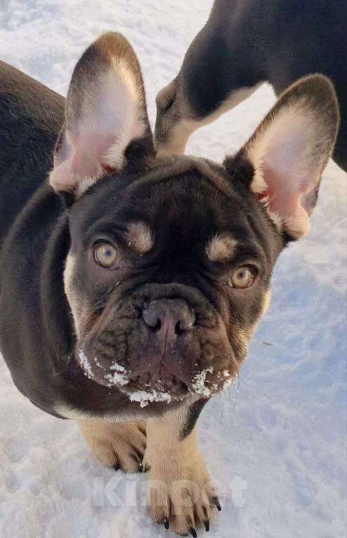 Собаки в других городах Московской области: Щенки французского бульдога Мальчик, 30 000 руб. - фото 1