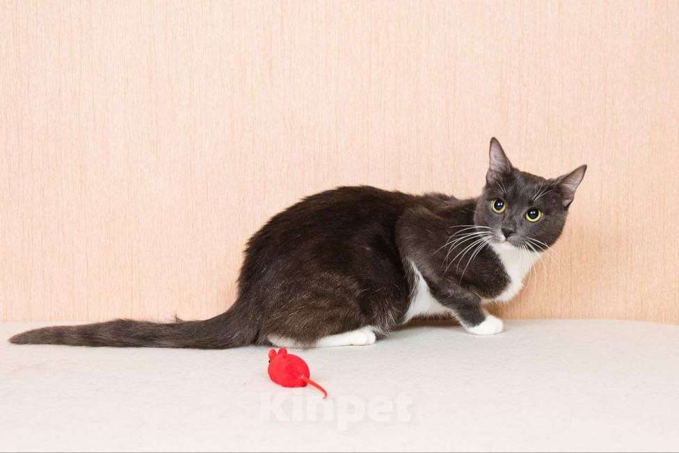 Кошки в Москве: Молодая комфортная кошечка Муся в добрые руки Девочка, Бесплатно - фото 3