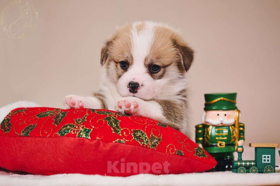 Собаки в Москве: Щенки вельш корги пемброк в поиске своих лучших семей. Мальчик, Бесплатно - фото 4