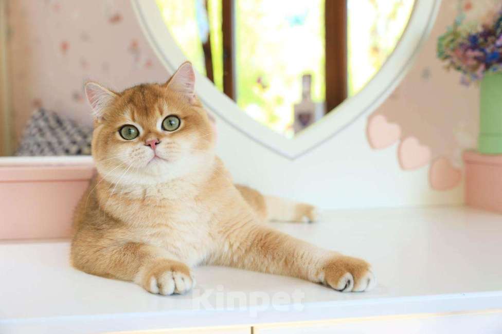 Кошки в Владивостоке: Британский котенок Карат Мальчик, 80 000 руб. - фото 1