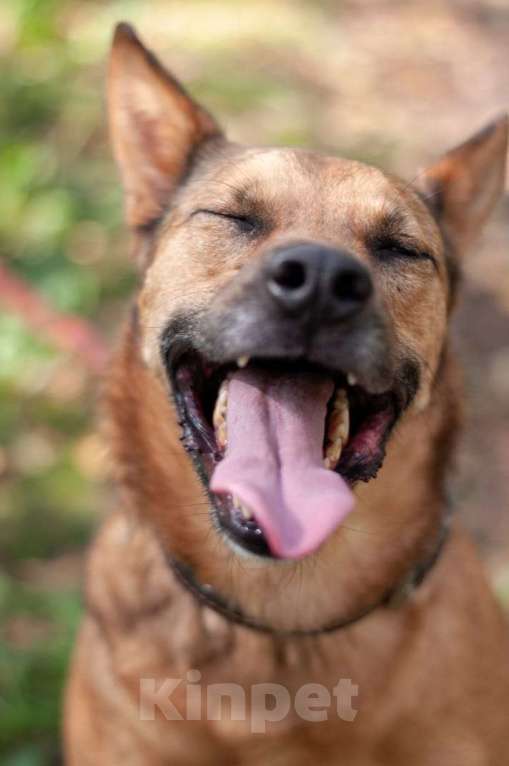 Собаки в Ногинске: Кеша - непоседливый хвост, всегда_вкусняшку_чующий нос! Мальчик, Бесплатно - фото 10