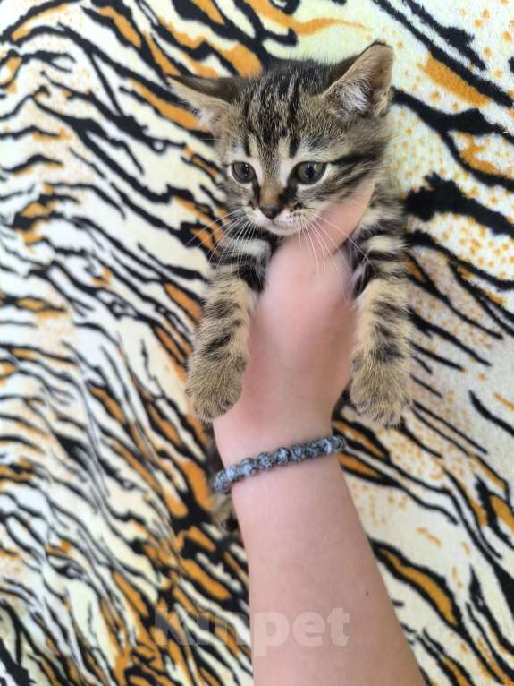 Кошки в Краснодаре: Отдам в хорошие руки Девочка, Бесплатно - фото 1