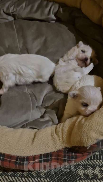 Собаки в Владикавказе: МАЛЬТЕЗЕ Мальчик, 35 000 руб. - фото 6