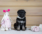 Собаки в Красноярске: щенки вео Мальчик, 30 000 руб. - фото 4