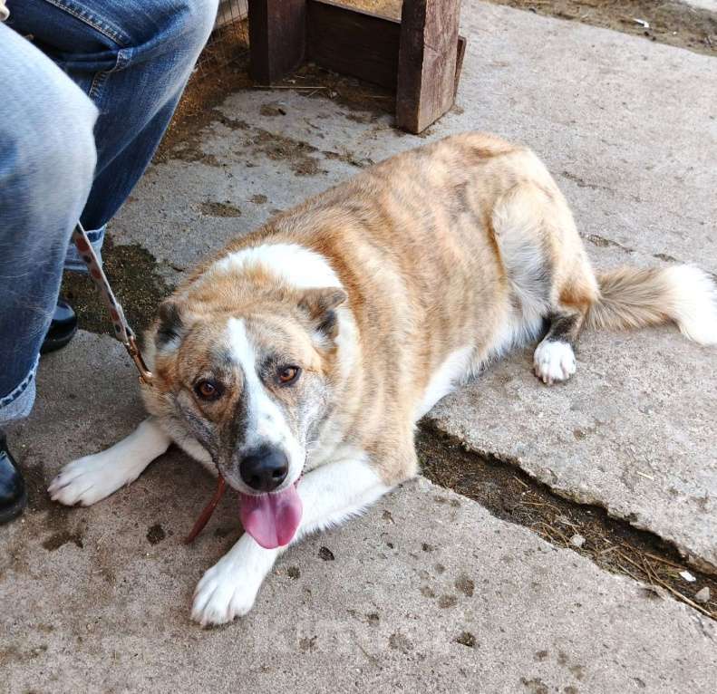 Собаки в Москве: Мега ласковая собака Тигруша в поисках своей семьи Девочка, Бесплатно - фото 10