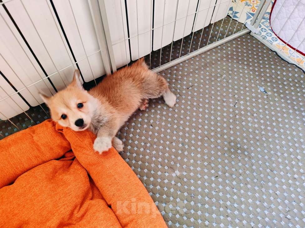 Собаки в Москве: Щенки вельш корги пемброк Девочка, 30 000 руб. - фото 5