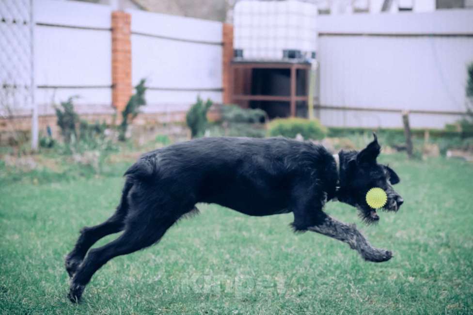 Собаки в Москве: Компанейский  Дратхаар -трехлапик в добрые руки Мальчик, Бесплатно - фото 2