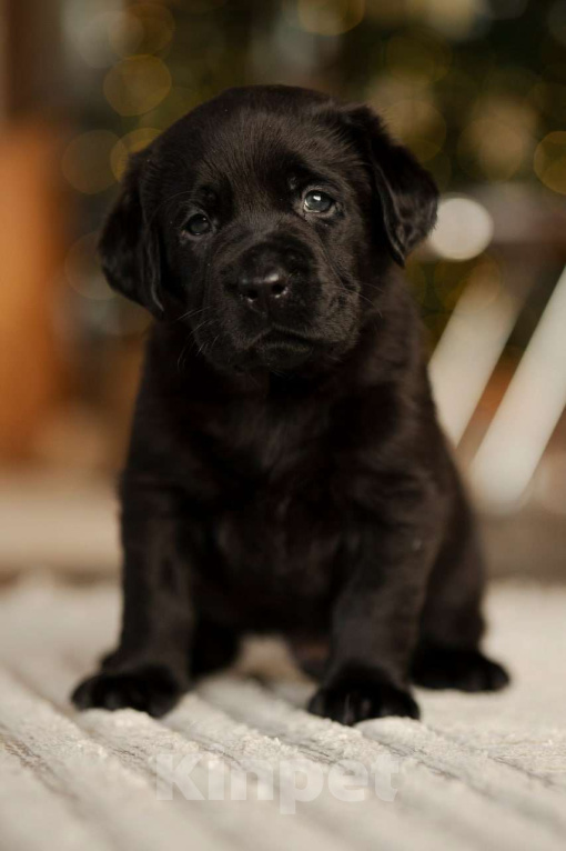 Собаки в Санкт-Петербурге: IRISLAV COPYRIGHT Мальчик, 140 000 руб. - фото 1