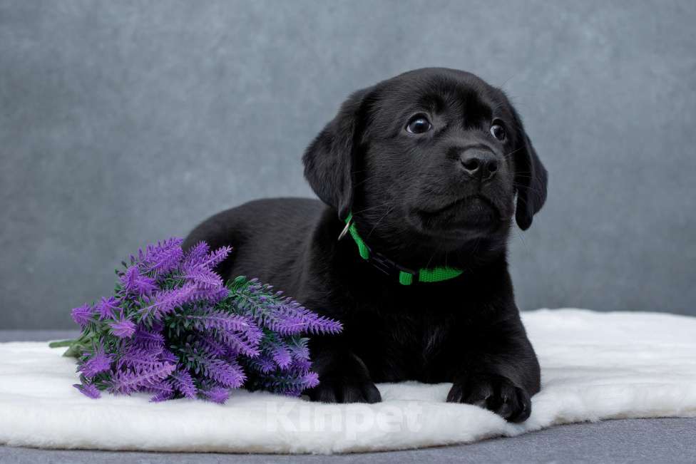 Собаки в Санкт-Петербурге: Щенок лабрадора Мальчик  Мальчик, 60 000 руб. - фото 2
