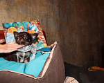 Собаки в Краснодаре: Чишки малышки Мальчик, 30 000 руб. - фото 5