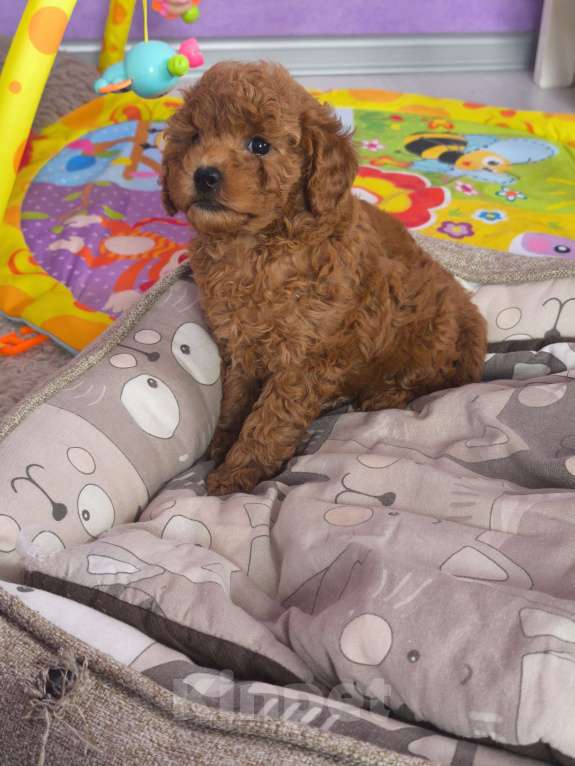 Собаки в Пушкино: Девочка красного окраса  Девочка, 80 000 руб. - фото 2