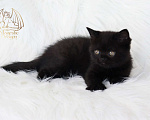 Кошки в Москве: Британский котенок Мальчик, Бесплатно - фото 2