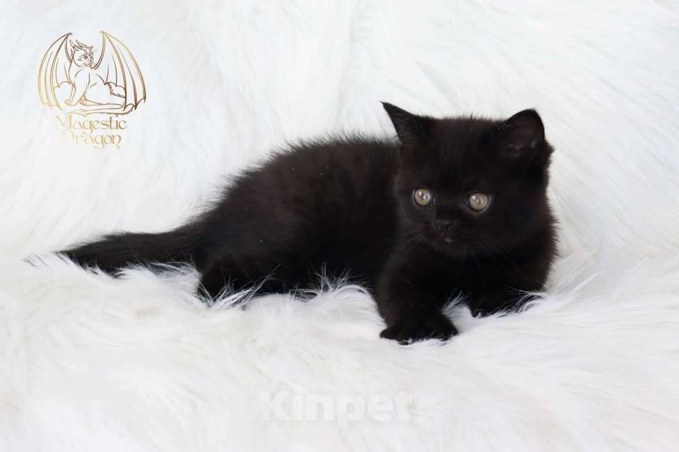 Кошки в Москве: Британский котенок Мальчик, Бесплатно - фото 2
