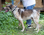 Собаки в Видном: Алабай Брэм, 4 года Мальчик, Бесплатно - фото 4