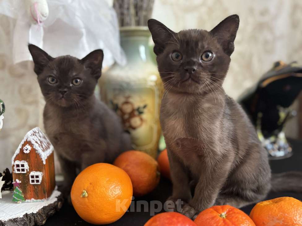 Кошки в Москве: Бурманский соболиный кот Мальчик, 120 000 руб. - фото 4